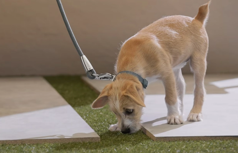 Potty training puppy on pads