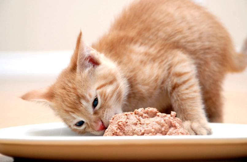 cat daily calorie needs