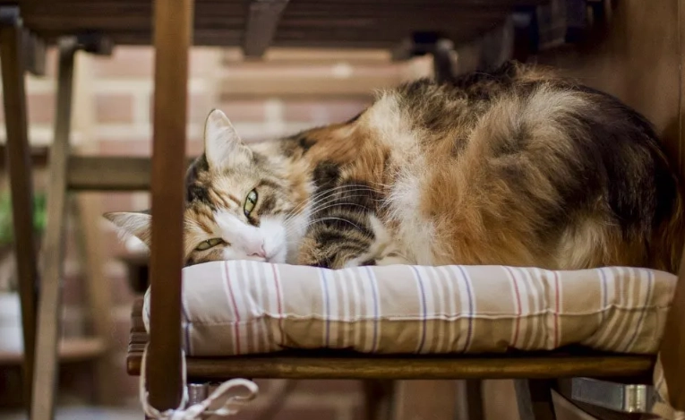 how much wet food to feed a cat