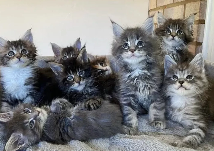 kitten feeding schedule