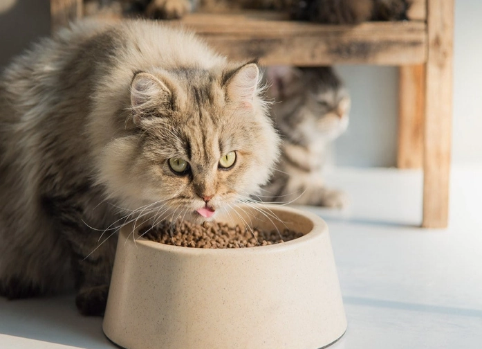how much dry food to feed a cat