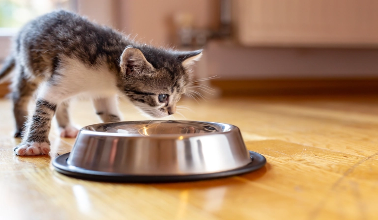 cat daily calorie needs