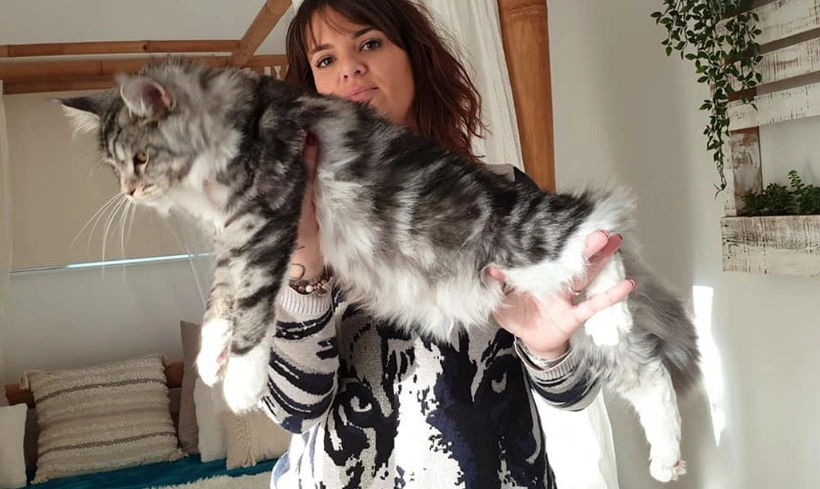 how much to feed cat by weight