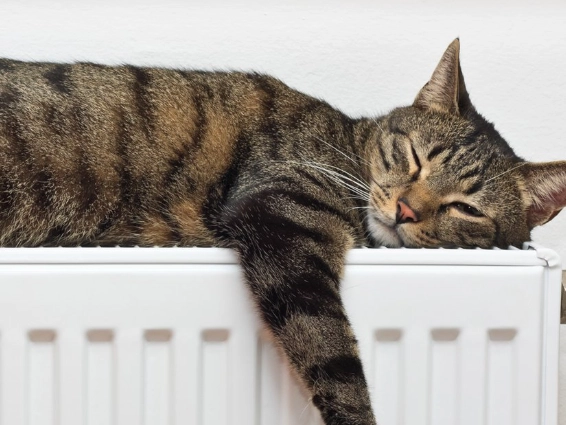 kitten feeding schedule