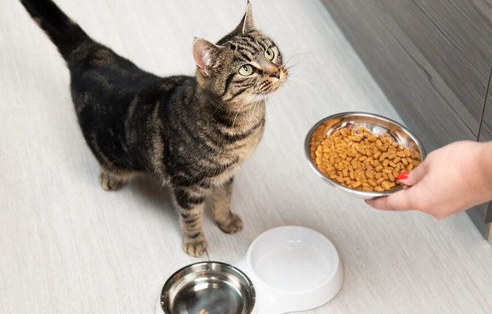 cat feeding chart by weight