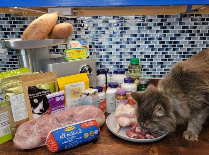 how much to feed a cat