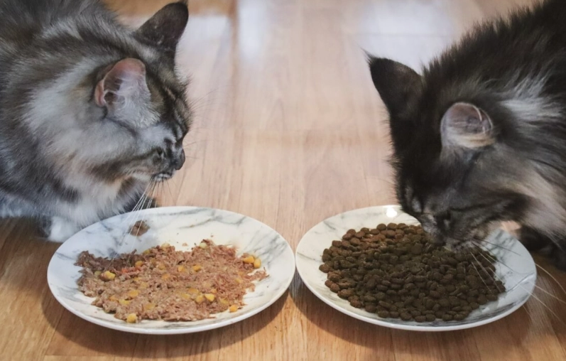 Dry cats how much food per day
