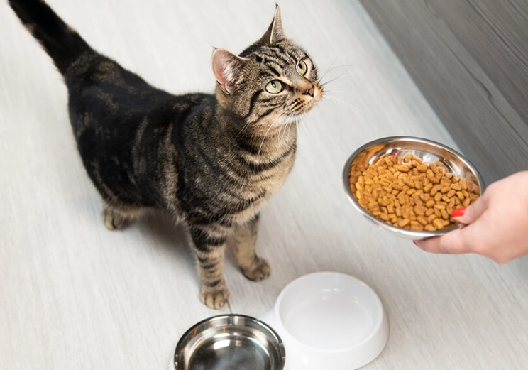 how much to feed a cat