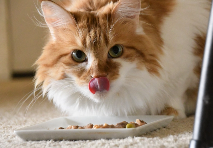 how much dry food to feed a cat