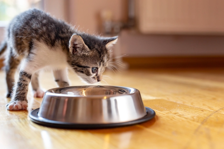 cat feeding chart by age