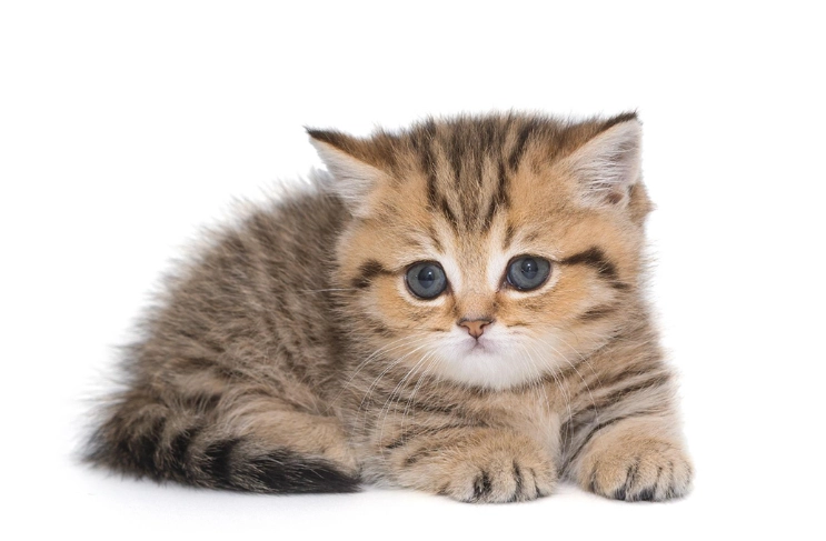 kitten feeding schedule