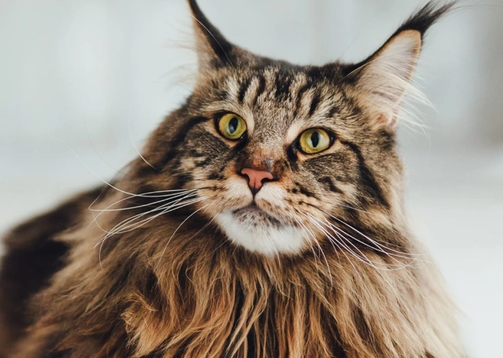 how much to feed a cat