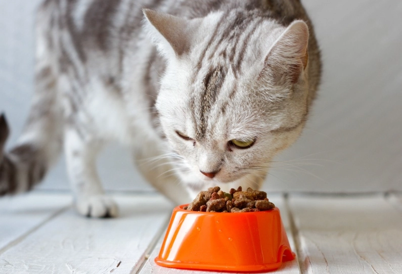 how much to feed a cat