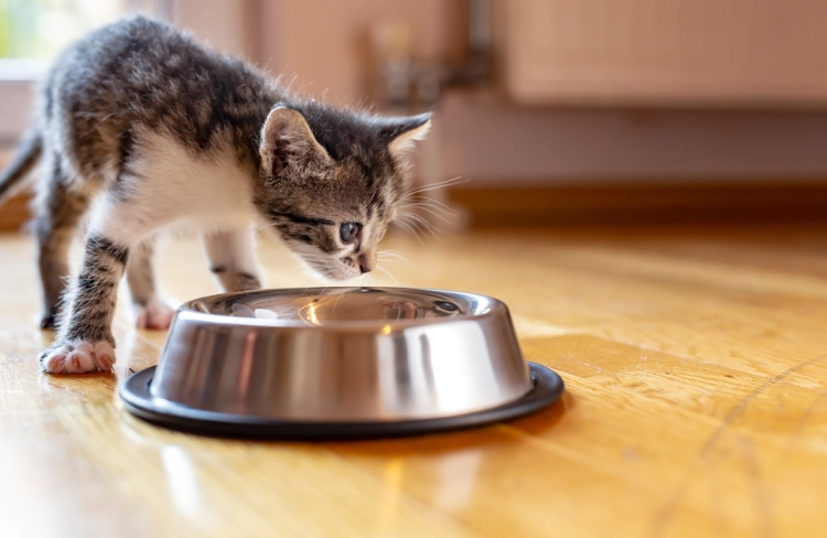 cat weight loss food amount