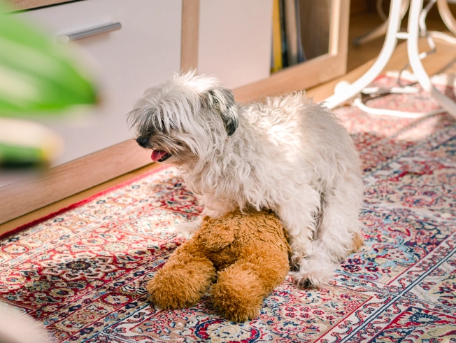 why do dogs hump why do dogs hump