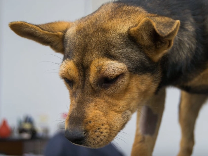 dog allergic reaction to bee sting