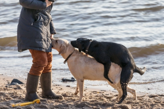 female dog humping