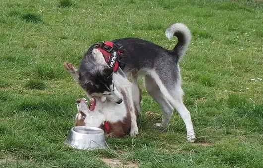 dog mounting dominance
