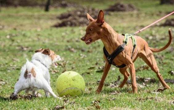 how to stop dog mounting behavior