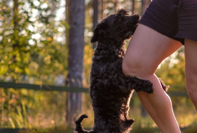 How to stop female dog from humping