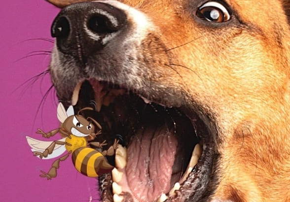 bee sting in dogs