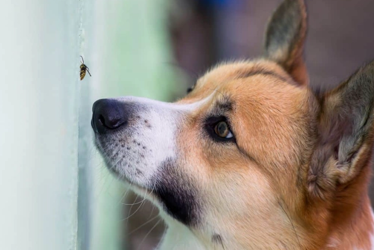 dogs eating bees