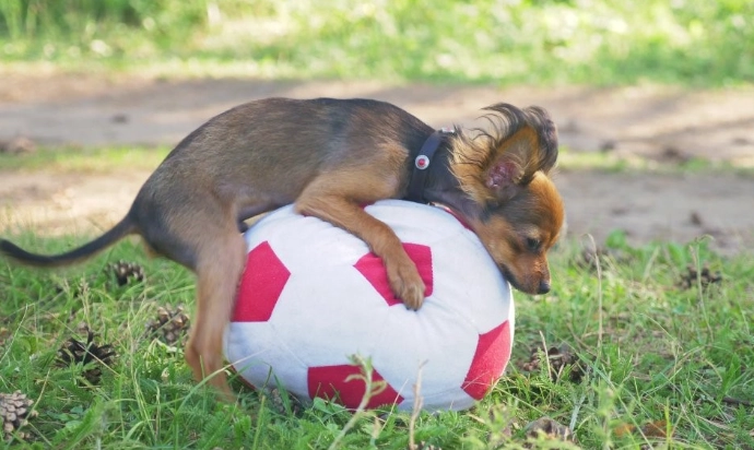 dog humping dog humping