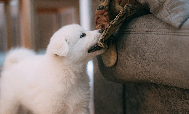 dog mounting behavior