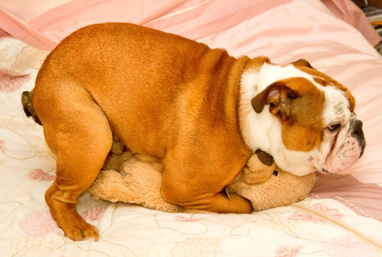 dog mounting behavior