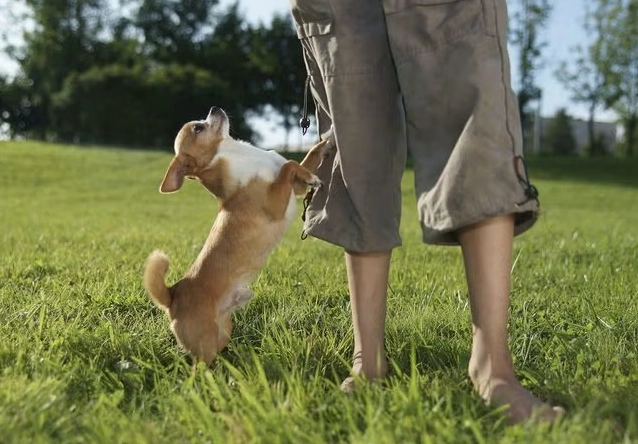 why do dogs hump why do dogs hump