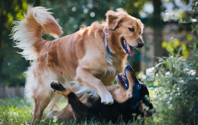 why do dogs mount other dogs