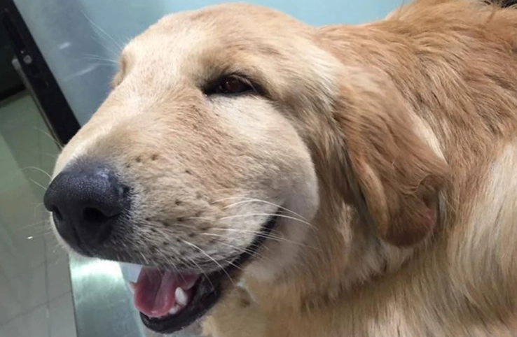 How long does it take for a dog to show signs of a bee sting?