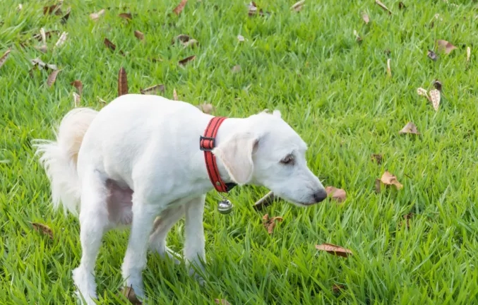 What do I give my dog to stop diarrhea?