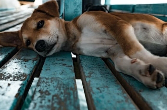 why does my dog have diarrhea but act fine why does my dog have diarrhea but act fine