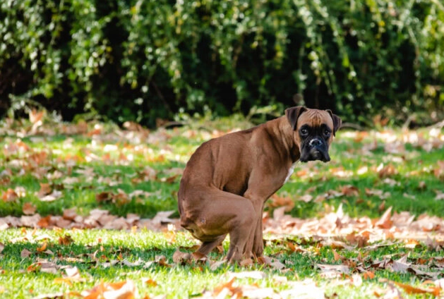 dog diarrhea but acting normal dog diarrhea but acting normal