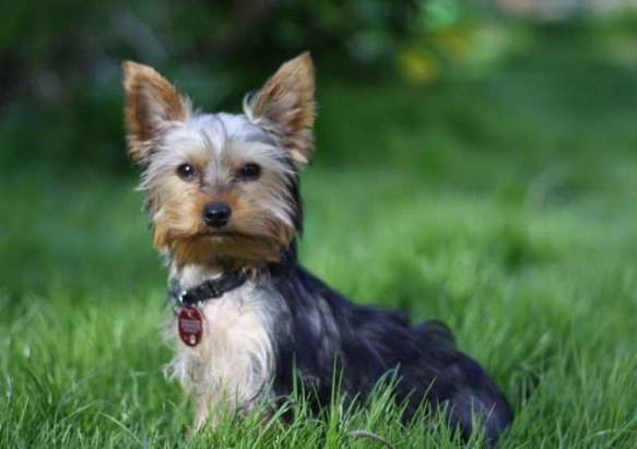 how long does dog diarrhea last how long does dog diarrhea last