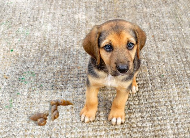 is dog diarrhea an emergency