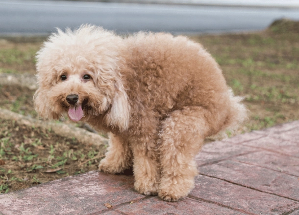treat dog diarrhea at home