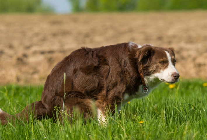 watery brown diarrhea in dogs