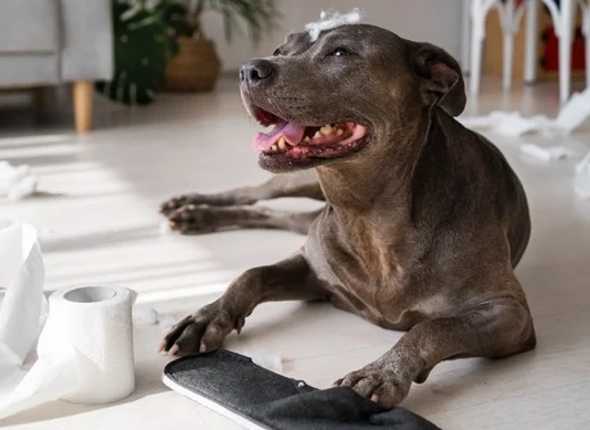 Should I be worried if my dog has diarrhea but is acting fine?