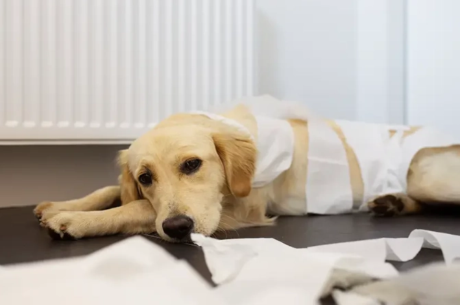 what to feed a dog with diarrhea what to feed a dog with diarrhea