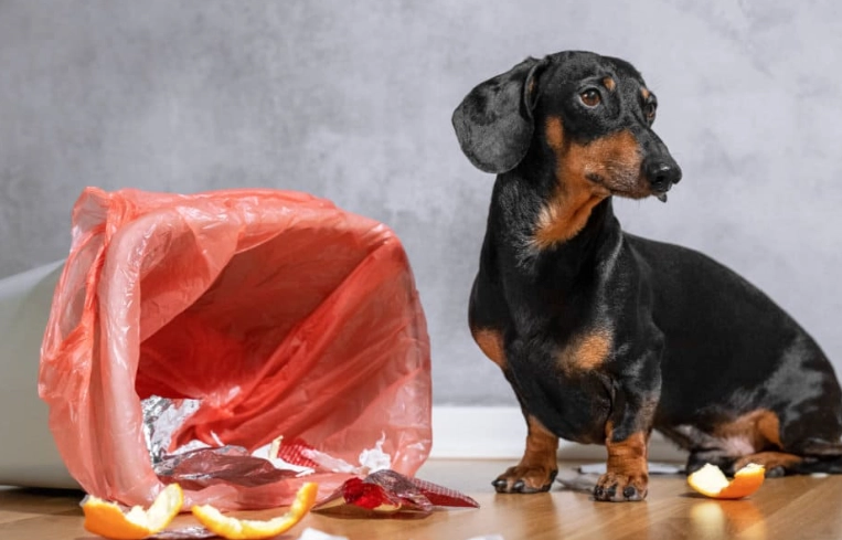 canine diarrhea canine diarrhea