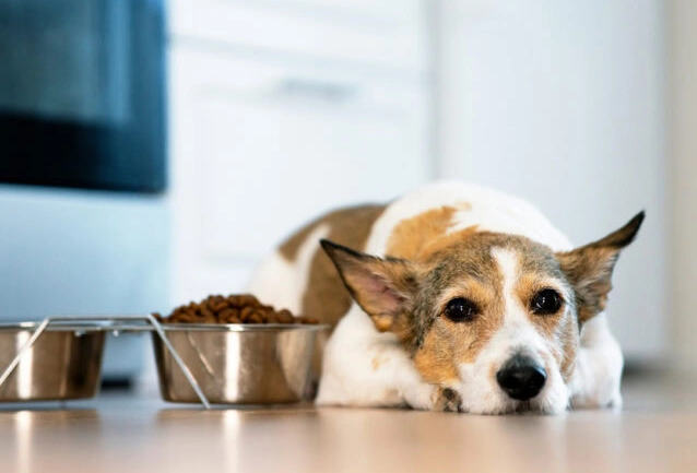 dog diarrhea 5 days dog diarrhea 5 days