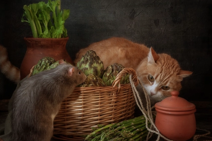 asparagus for cats asparagus for cats