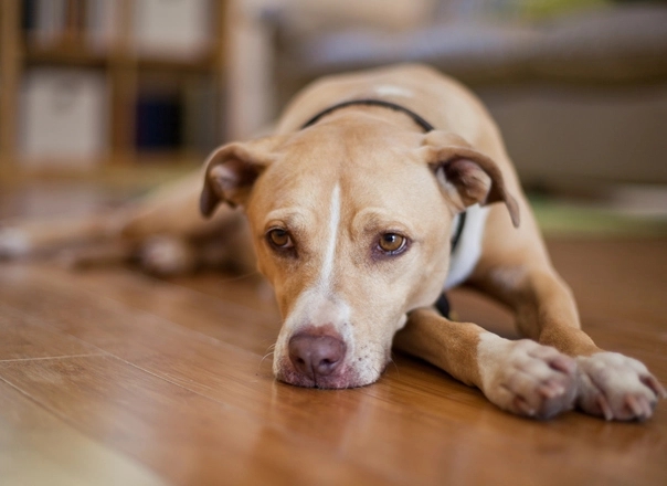 dog diarrhea treatment dog diarrhea treatment