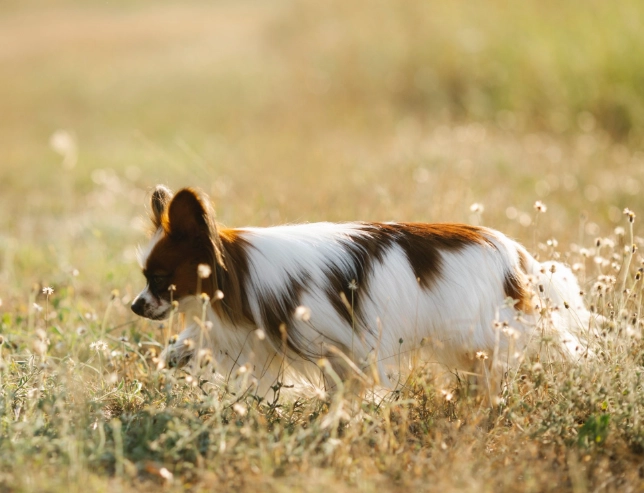 how long does dog diarrhea last how long does dog diarrhea last