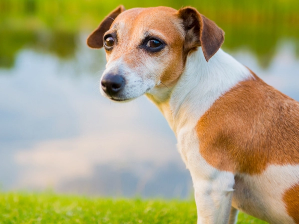 dog diarrhea when to worry dog diarrhea when to worry