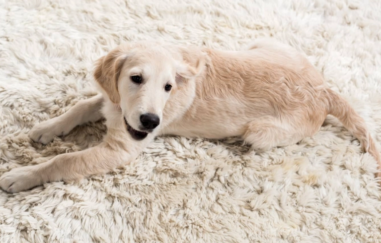 dog diarrhea but acting normal