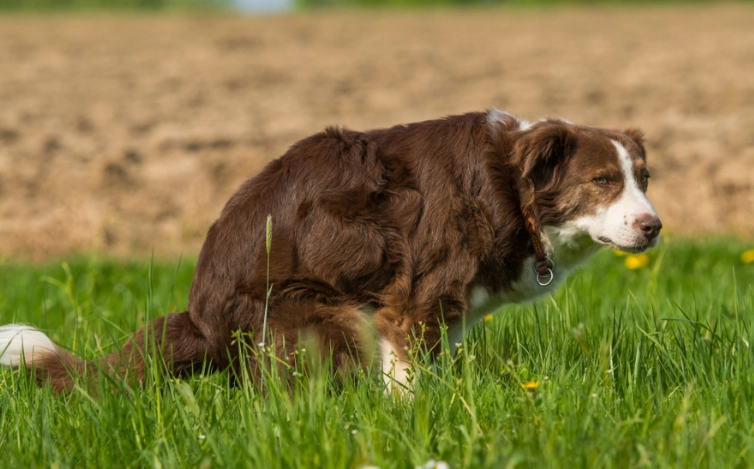 dog diarrhea 5 days dog diarrhea 5 days