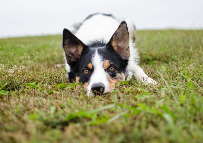 dog diarrhea but acting normal dog diarrhea but acting normal